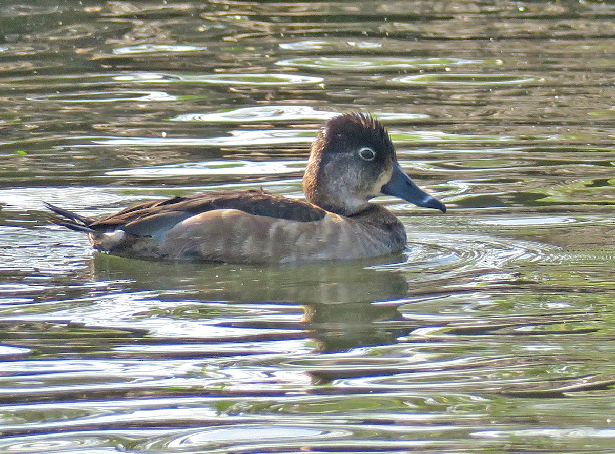 Ring-necked Duck - Juan Pérez