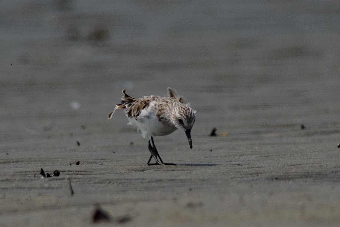 Little Stint - ML380926941