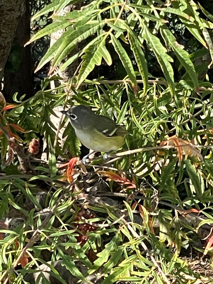 Blue-headed Vireo - ML380927131