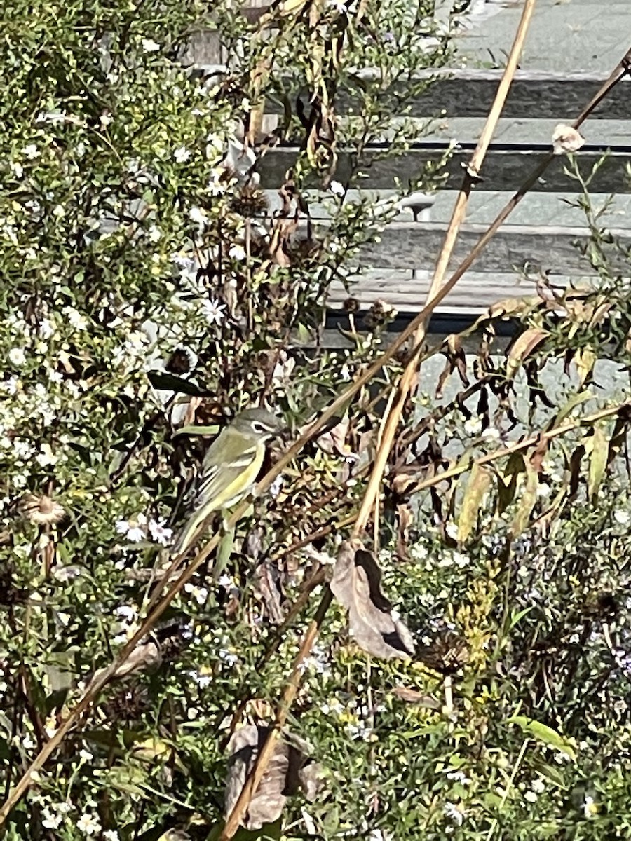 Blue-headed Vireo - ML380927181