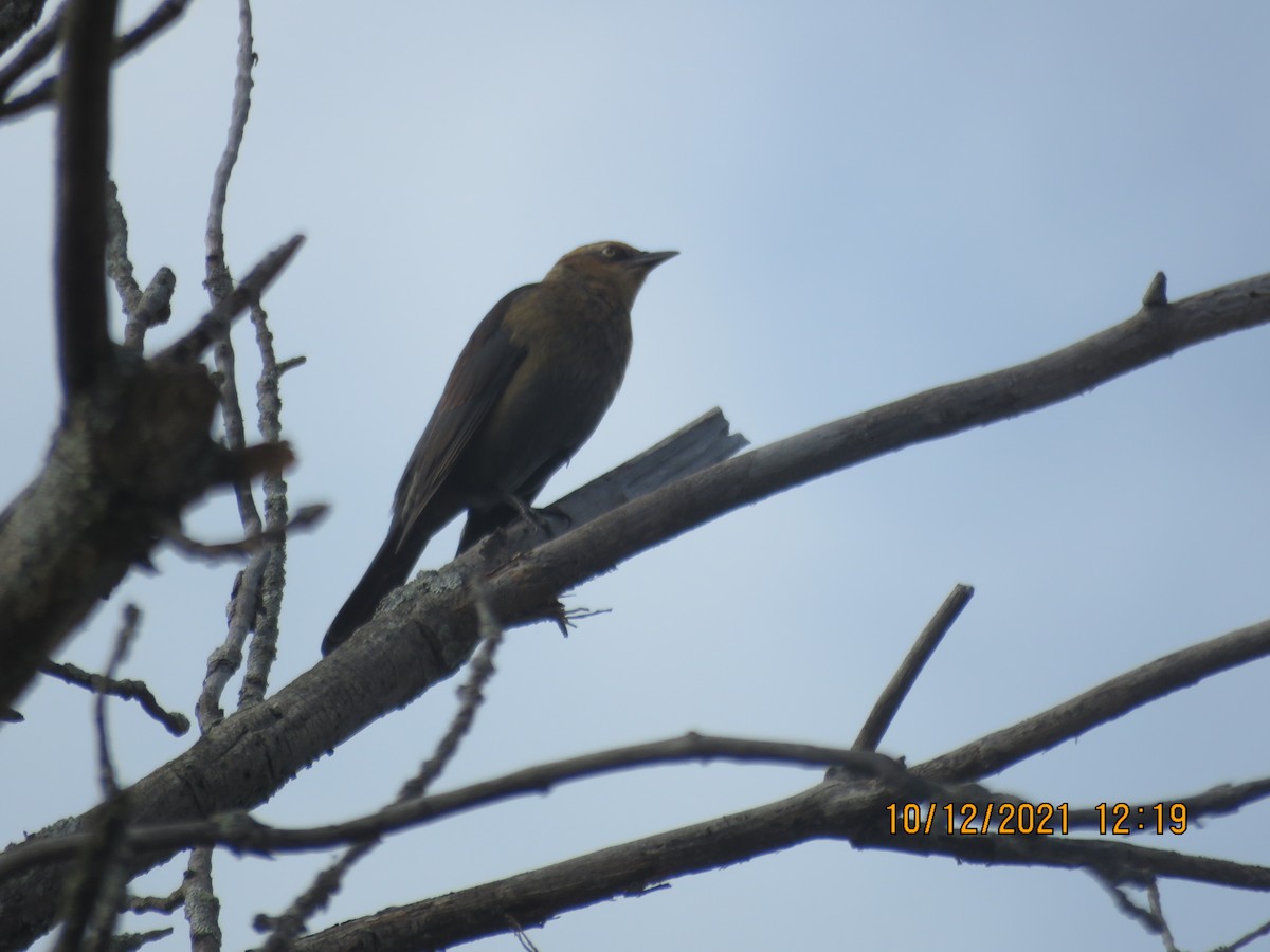 Rusty Blackbird - Langis Sirois