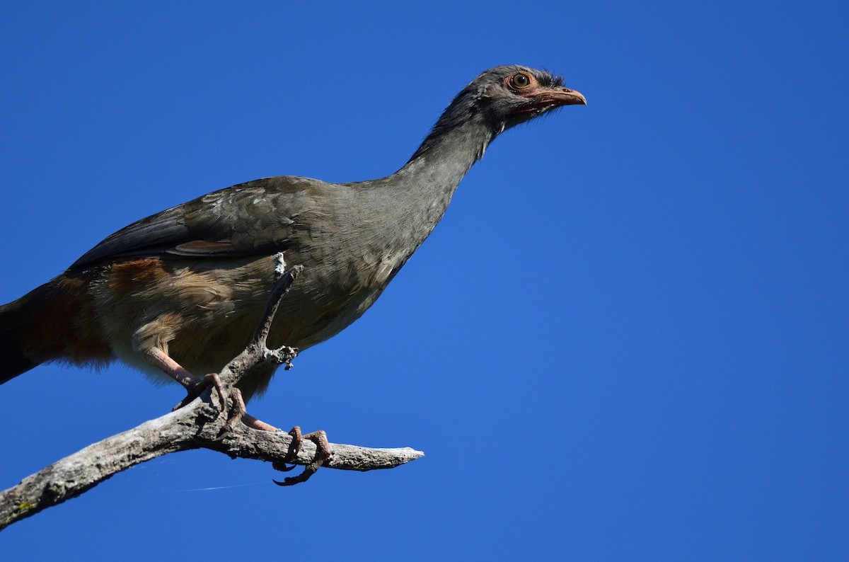 Chaco Chachalaca - Clayton Burne