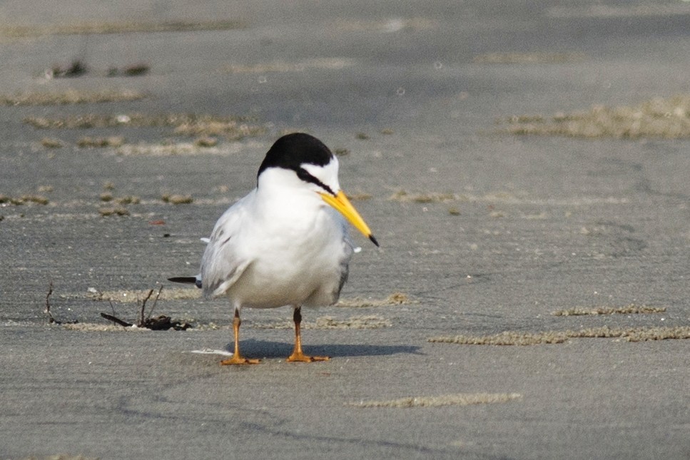 Little Tern - ML380927321