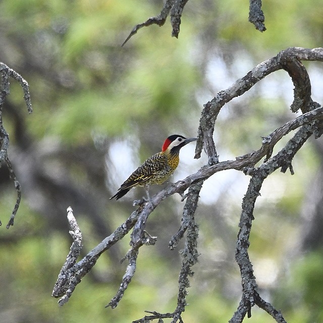 Green-barred Woodpecker - ML380927781
