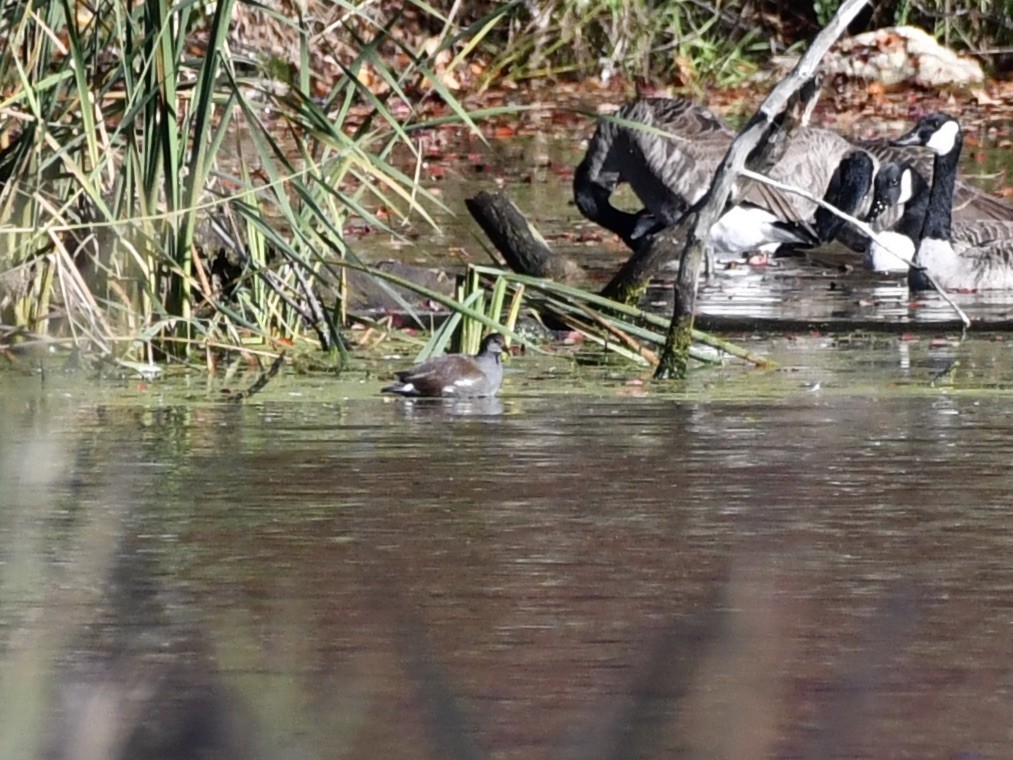 Gallinule d'Amérique - ML380928431