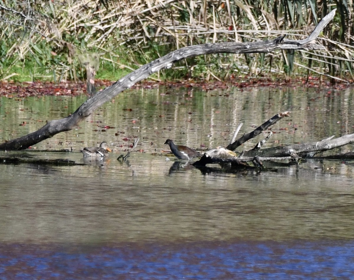 Gallinule d'Amérique - ML380928461