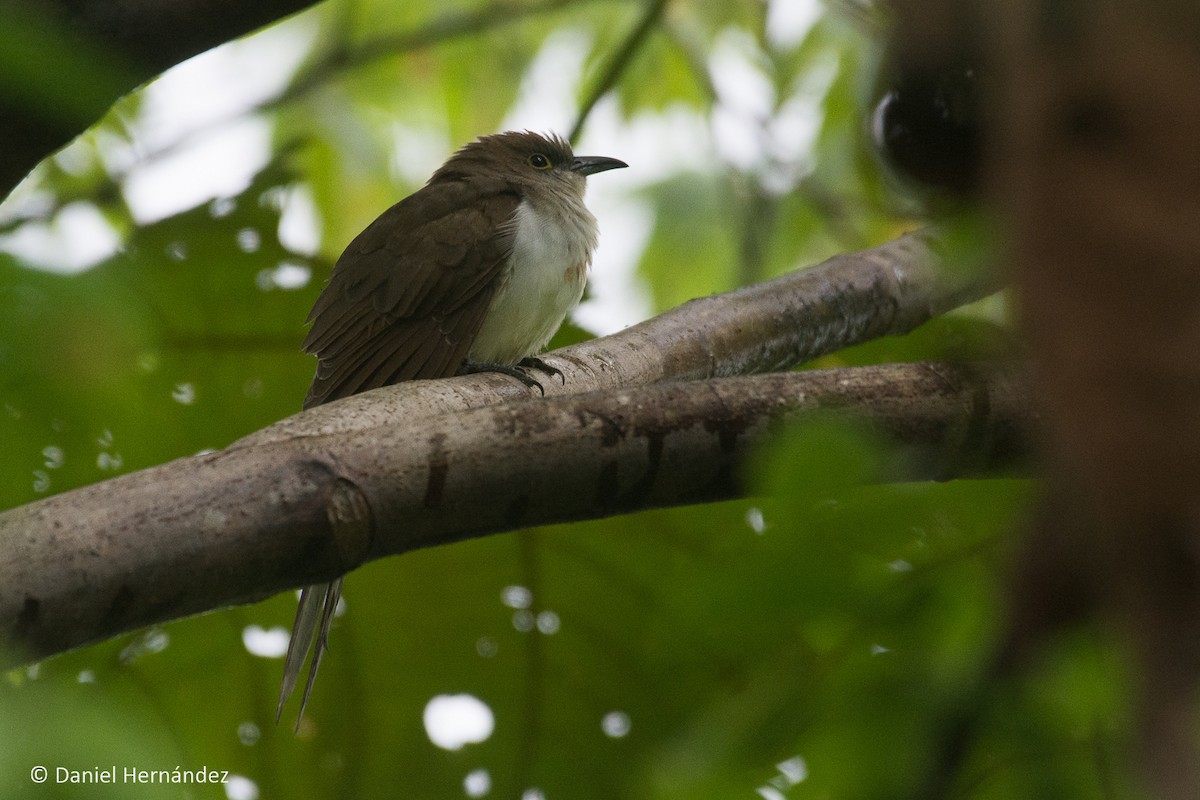Black-billed Cuckoo - ML380928781