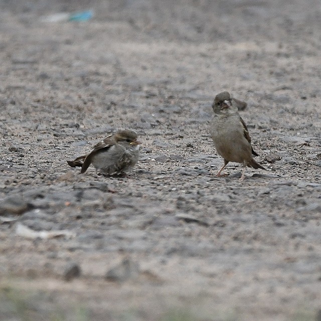 House Sparrow - ML380928801