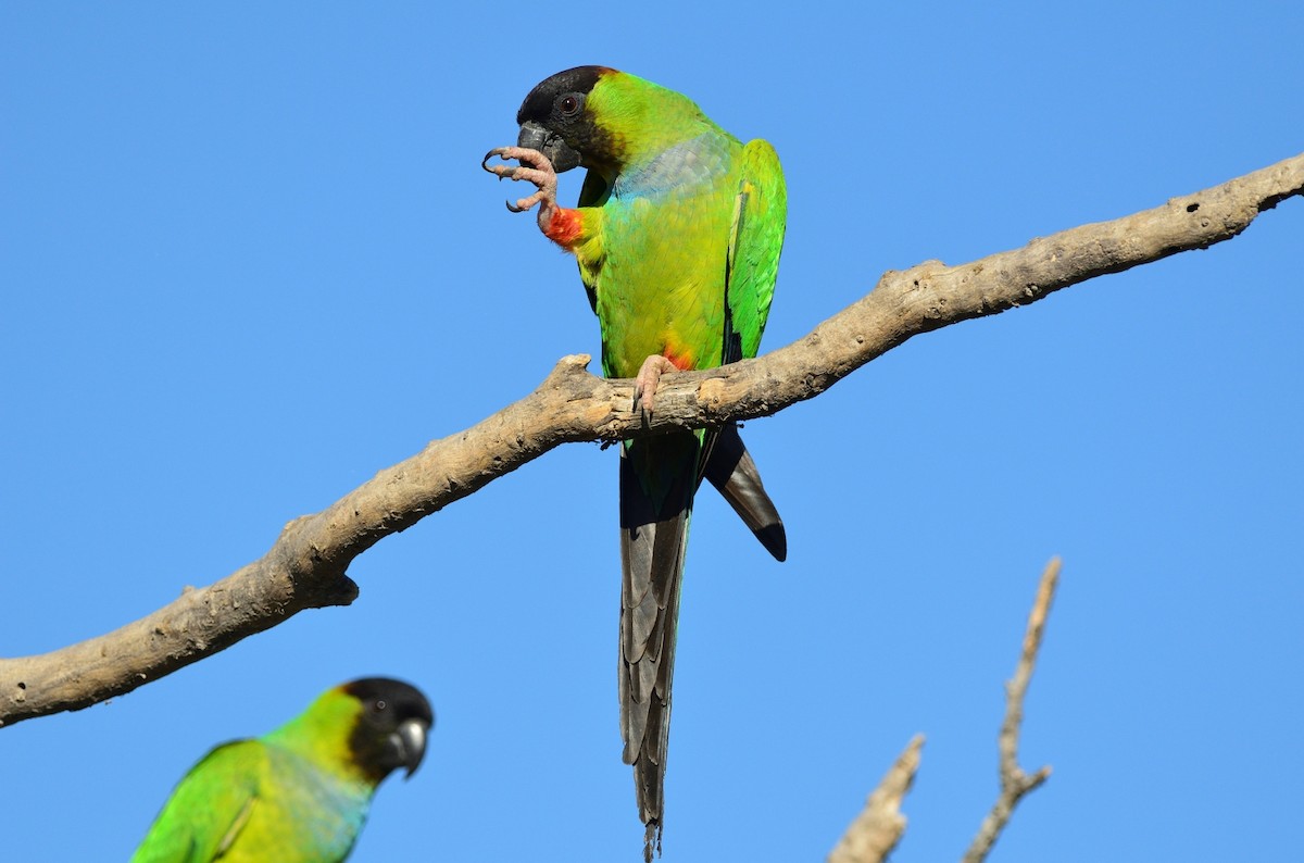 aratinga černohlavý - ML380928931