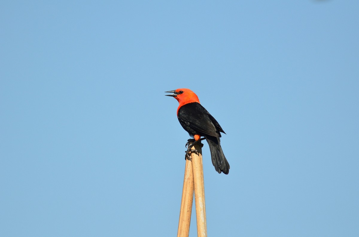 Scarlet-headed Blackbird - Clayton Burne