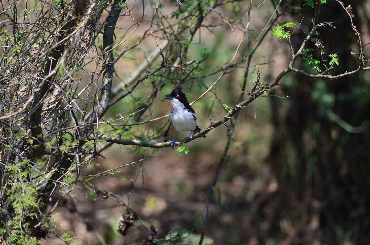 Great Antshrike - ML380929251