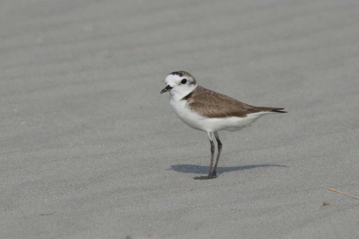 Kentish Plover - Sudip Ghosh