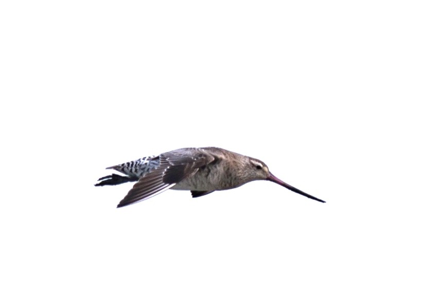 Bar-tailed Godwit - Sudip Ghosh
