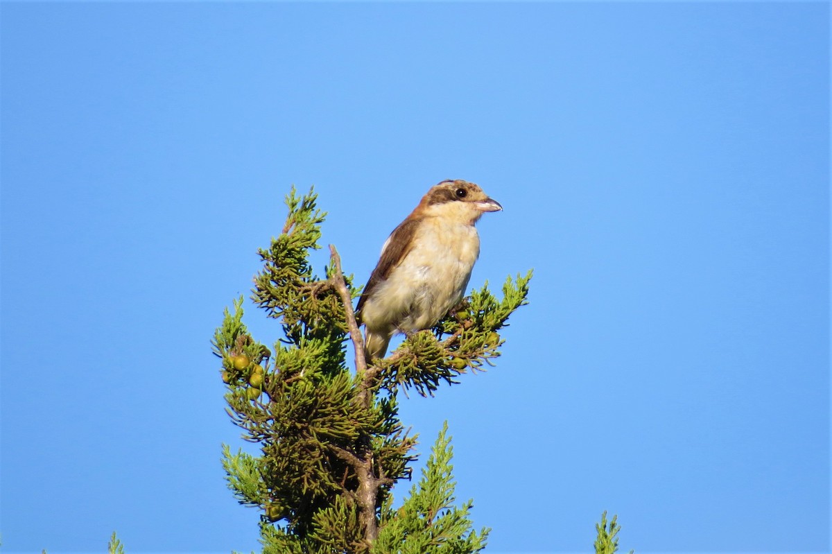 Woodchat Shrike - ML380930131