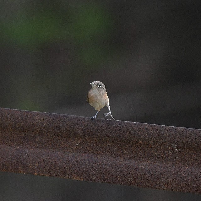 House Wren - ML380930781