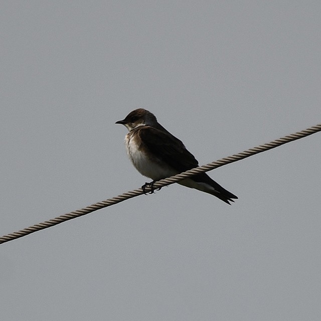 Brown-chested Martin - Andrés Cecconi