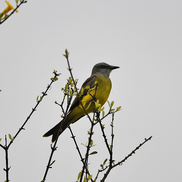 Tropical Kingbird - Andrés Cecconi