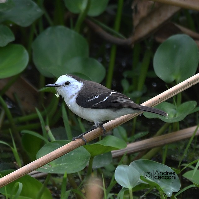 Black-backed Water-Tyrant - ML380930991