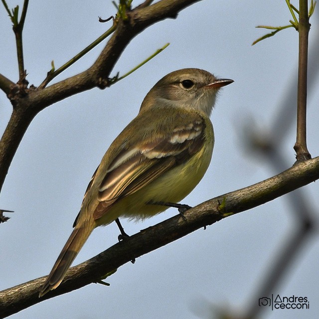 Southern Mouse-colored Tyrannulet - Andrés Cecconi