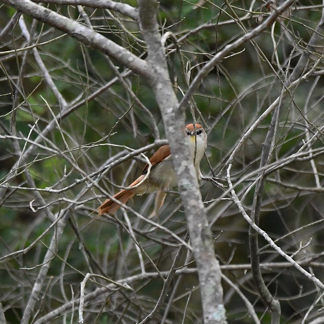 Yellow-chinned Spinetail - Andrés Cecconi