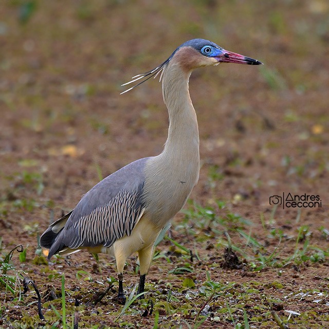 Whistling Heron - Andrés Cecconi