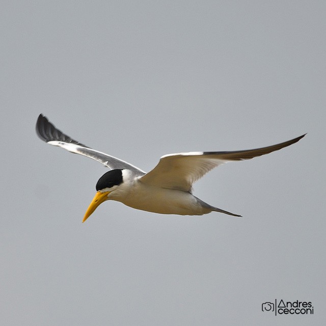 Large-billed Tern - Andrés Cecconi