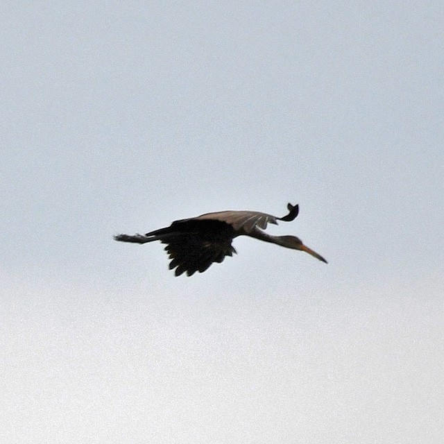 Limpkin - Andrés Cecconi