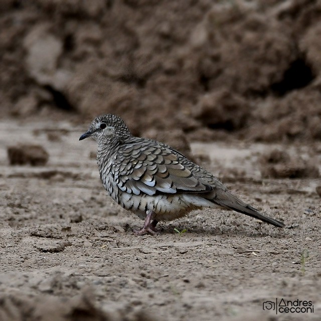 Scaled Dove - ML380931491