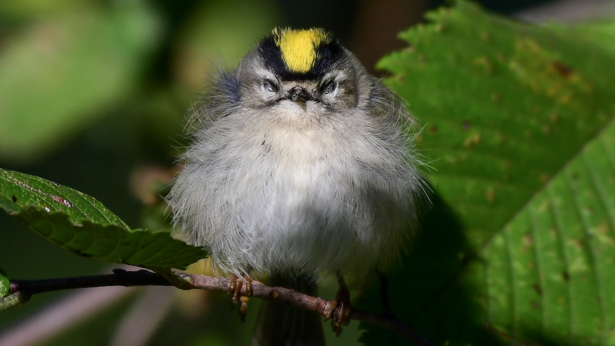 Golden-crowned Kinglet - ML380931701