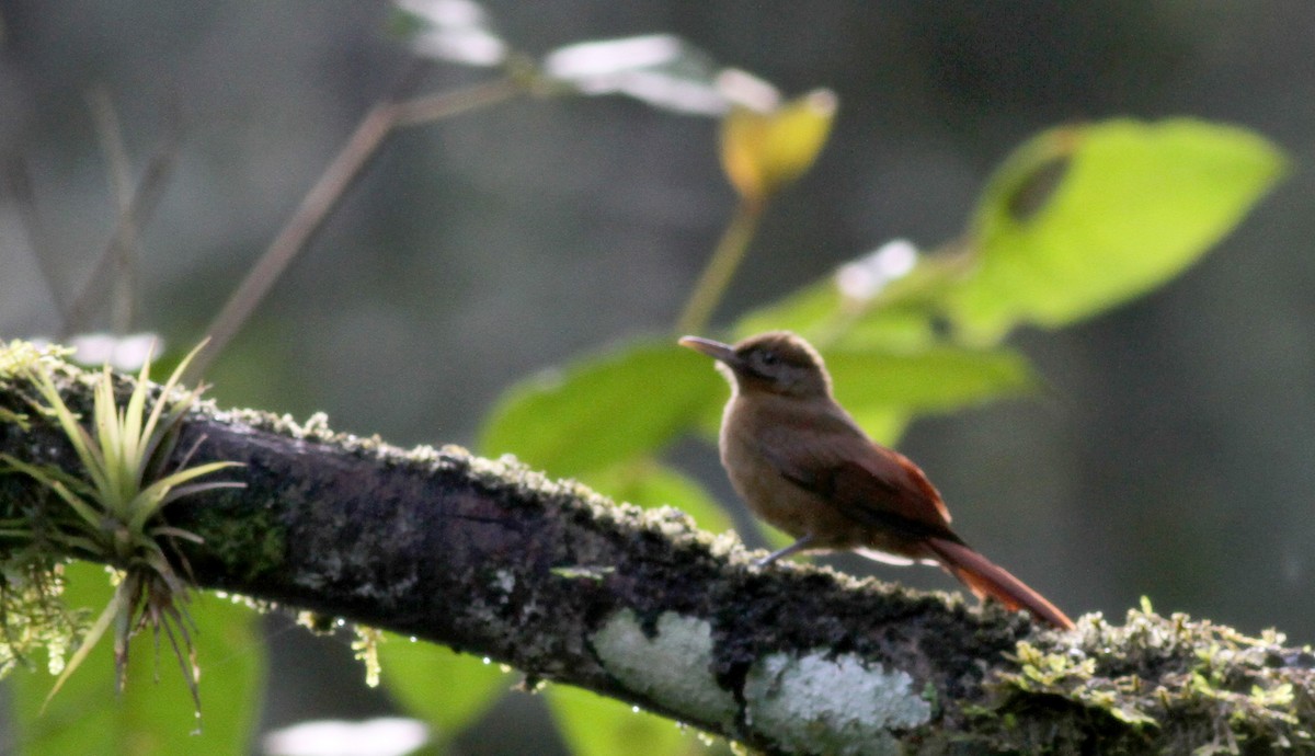 Plain-brown Woodcreeper - ML38093331