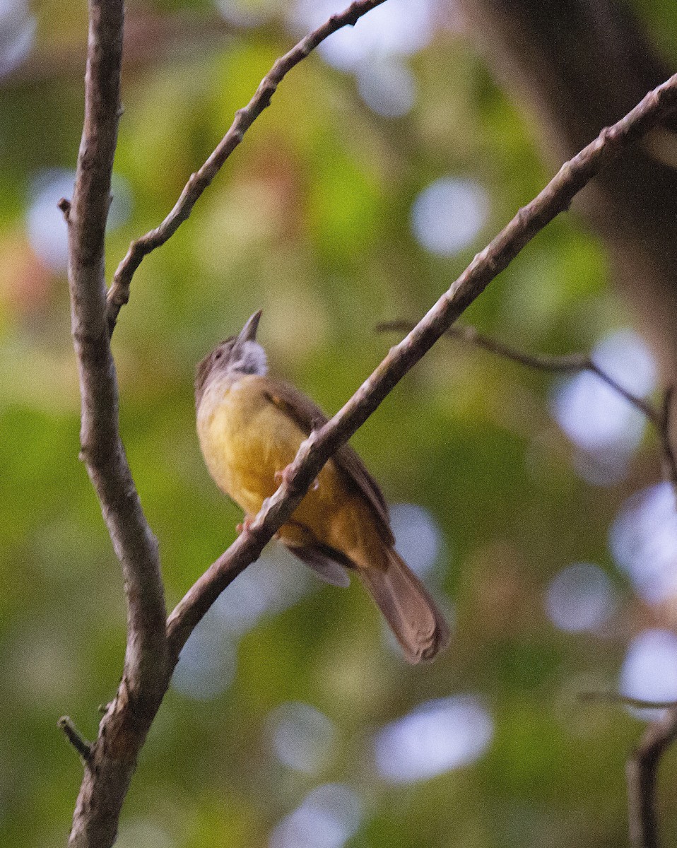 Gray-throated Bulbul - ML380933381