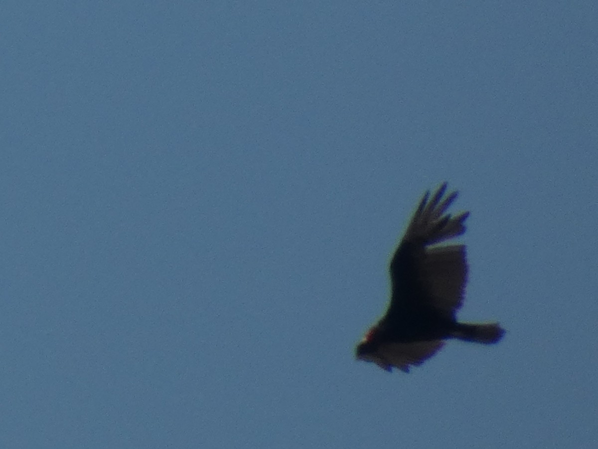 Turkey Vulture - ML380934151