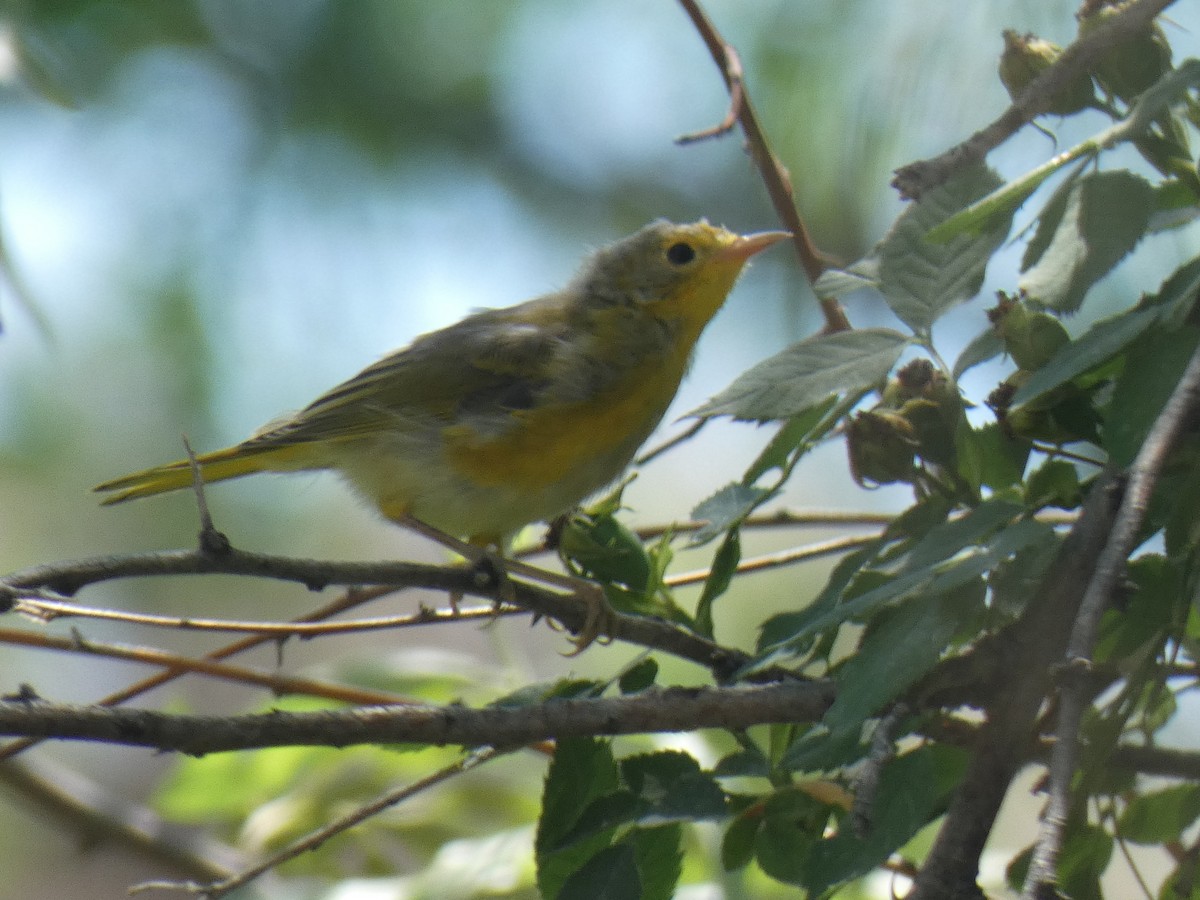 Yellow Warbler - ML380934351