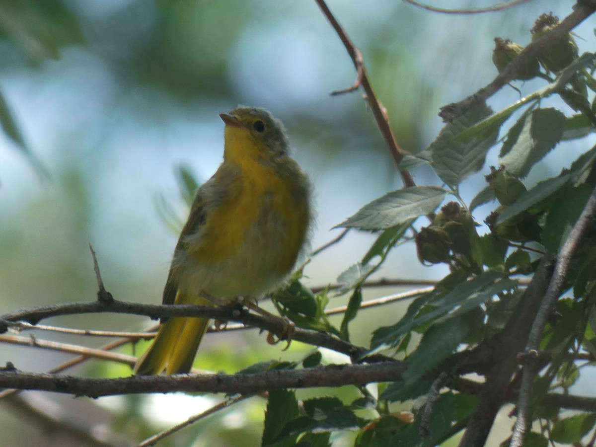 Yellow Warbler - ML380934481