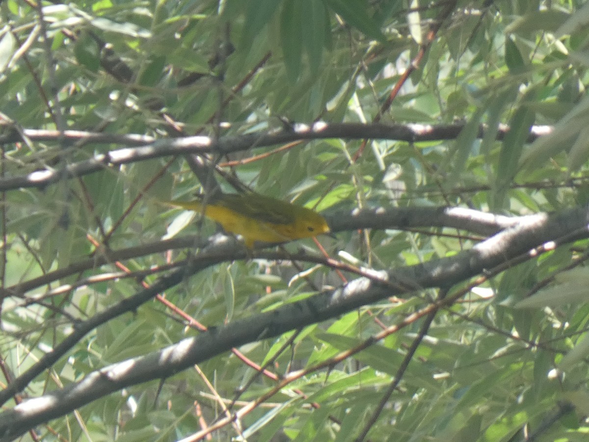 Yellow Warbler - Glenn Vakalala