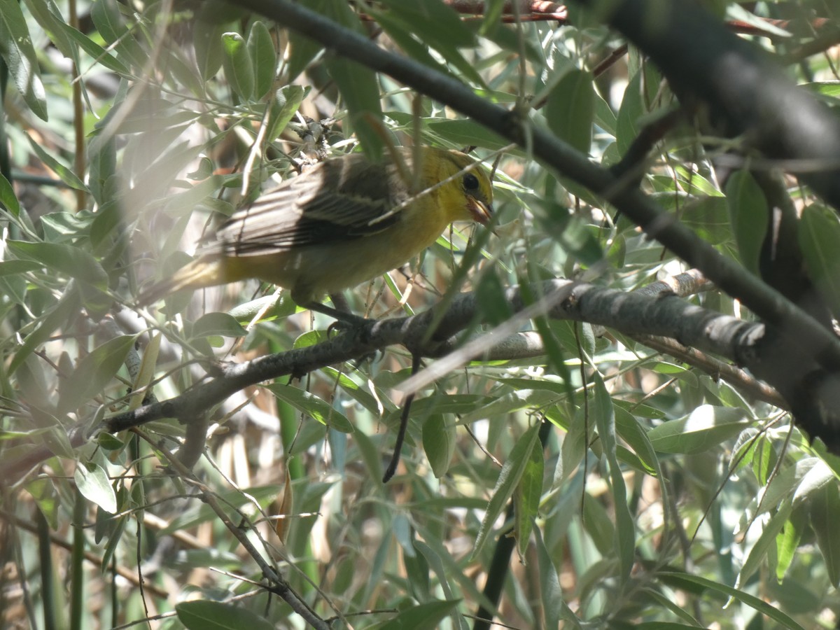 Bullock's Oriole - Glenn Vakalala