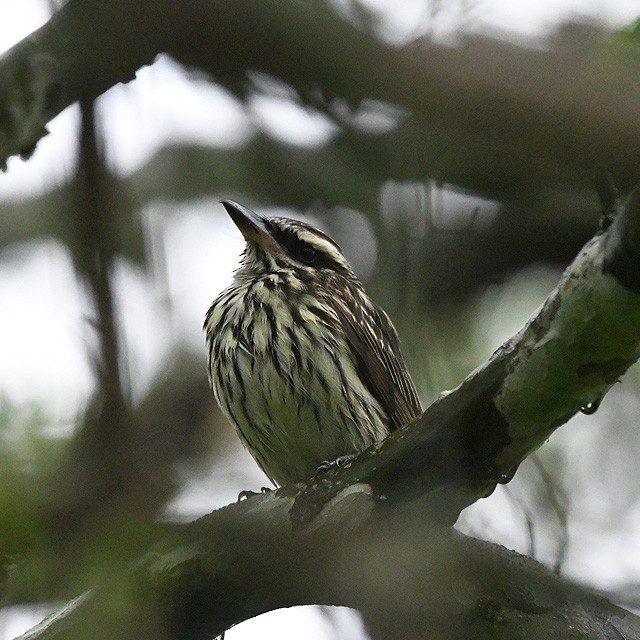 Streaked Flycatcher - Andrés Cecconi