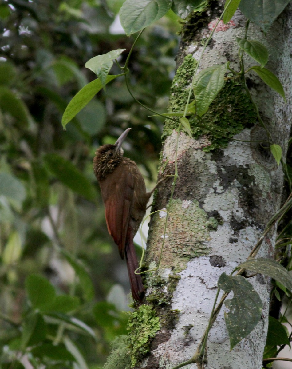 Cocoa Woodcreeper - ML38093551