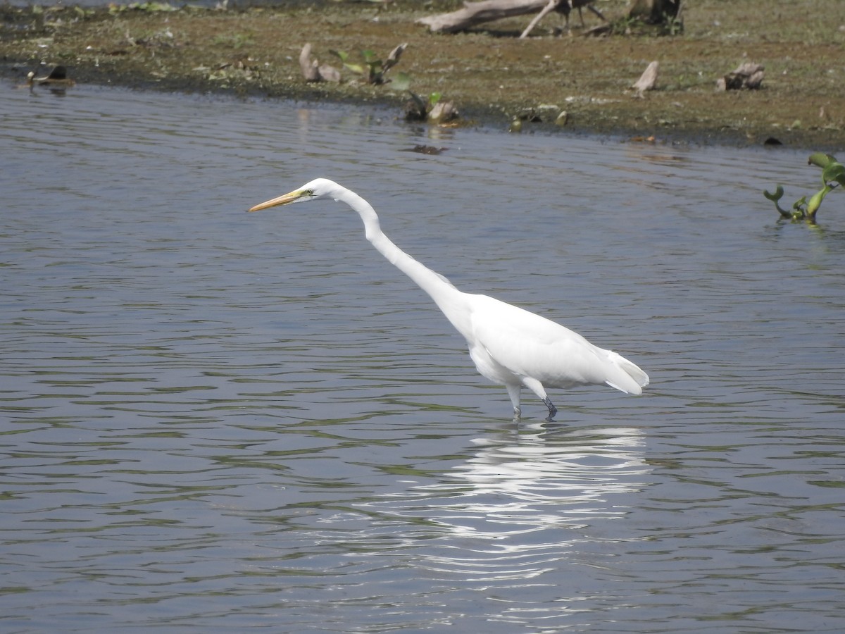 Great Egret - ML380936311