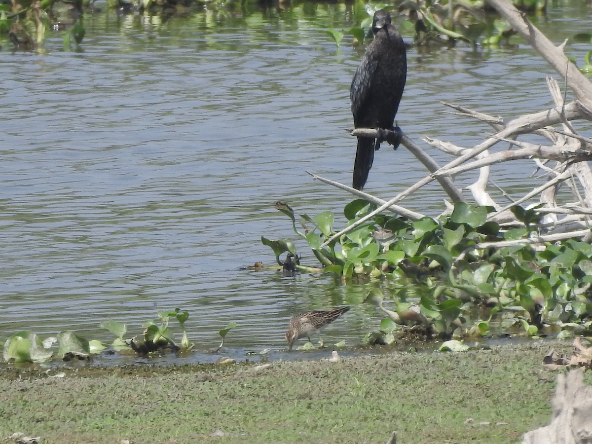 Pectoral Sandpiper - ML380936321