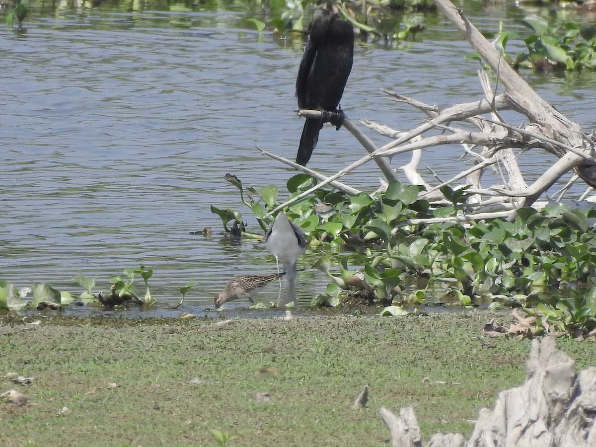 Pectoral Sandpiper - ML380936331