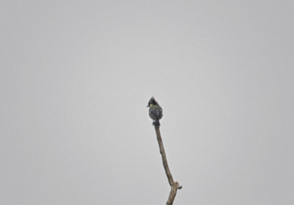 Indian Yellow Tit - ML380936661