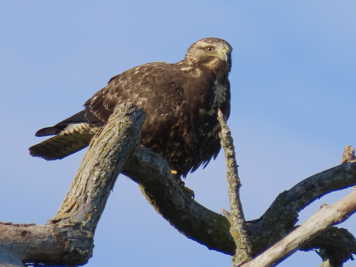 Swainson's Hawk - ML380936691