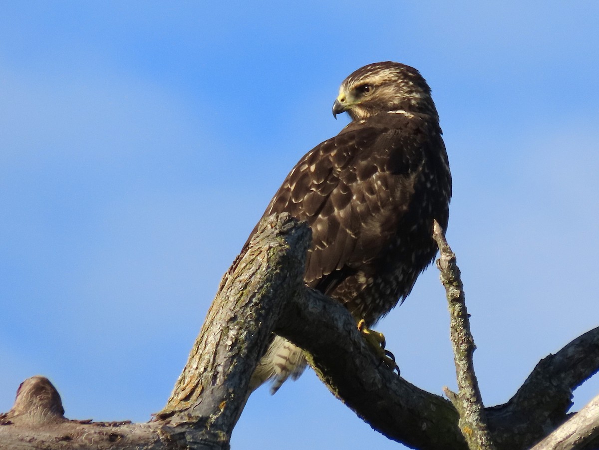 Swainson's Hawk - ML380936711