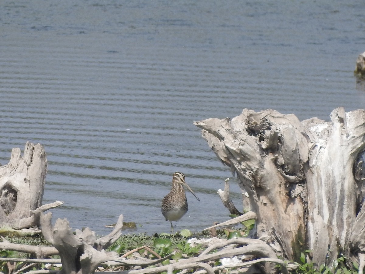 Common Snipe - ML380936751