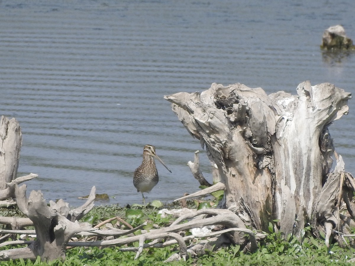 Common Snipe - Bhavi K