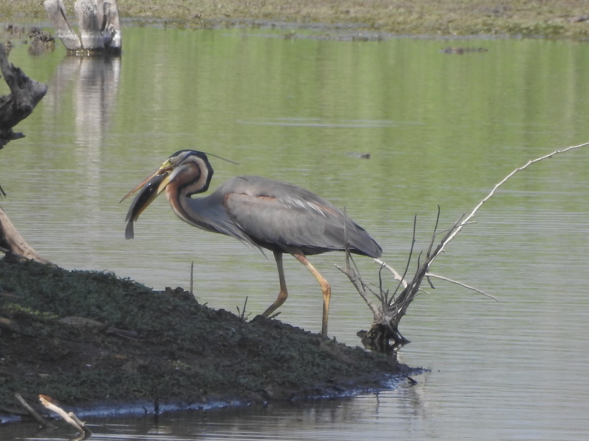 Purple Heron - ML380936821