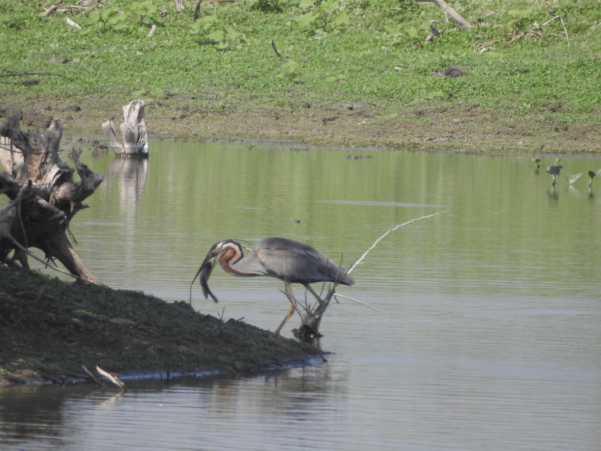 Purple Heron - ML380936841