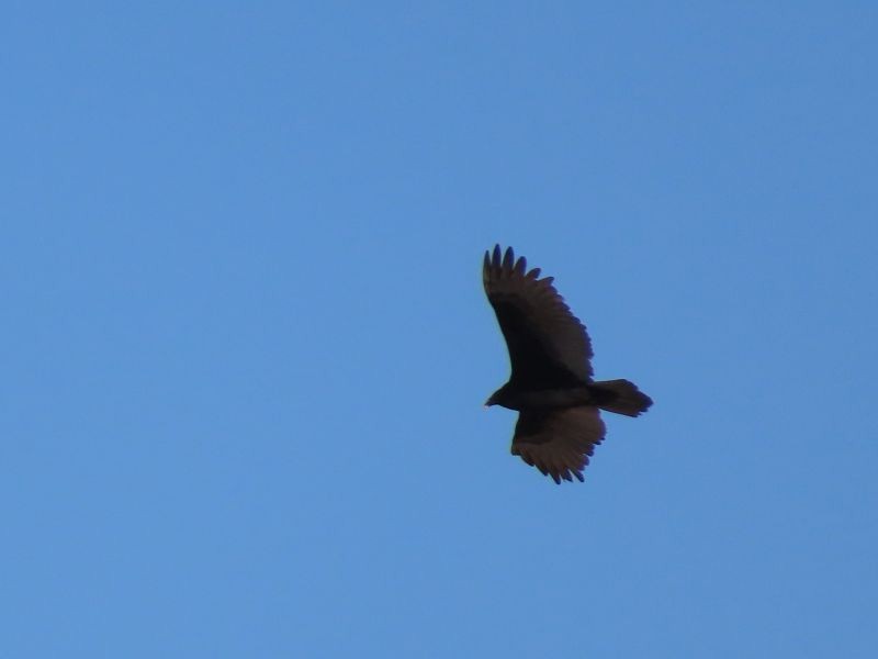 Turkey Vulture - ML380936911