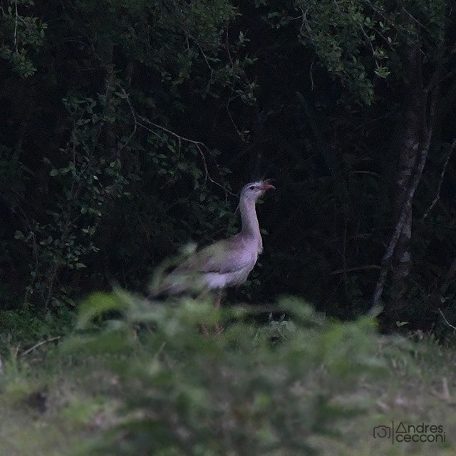 Red-legged Seriema - Andrés Cecconi